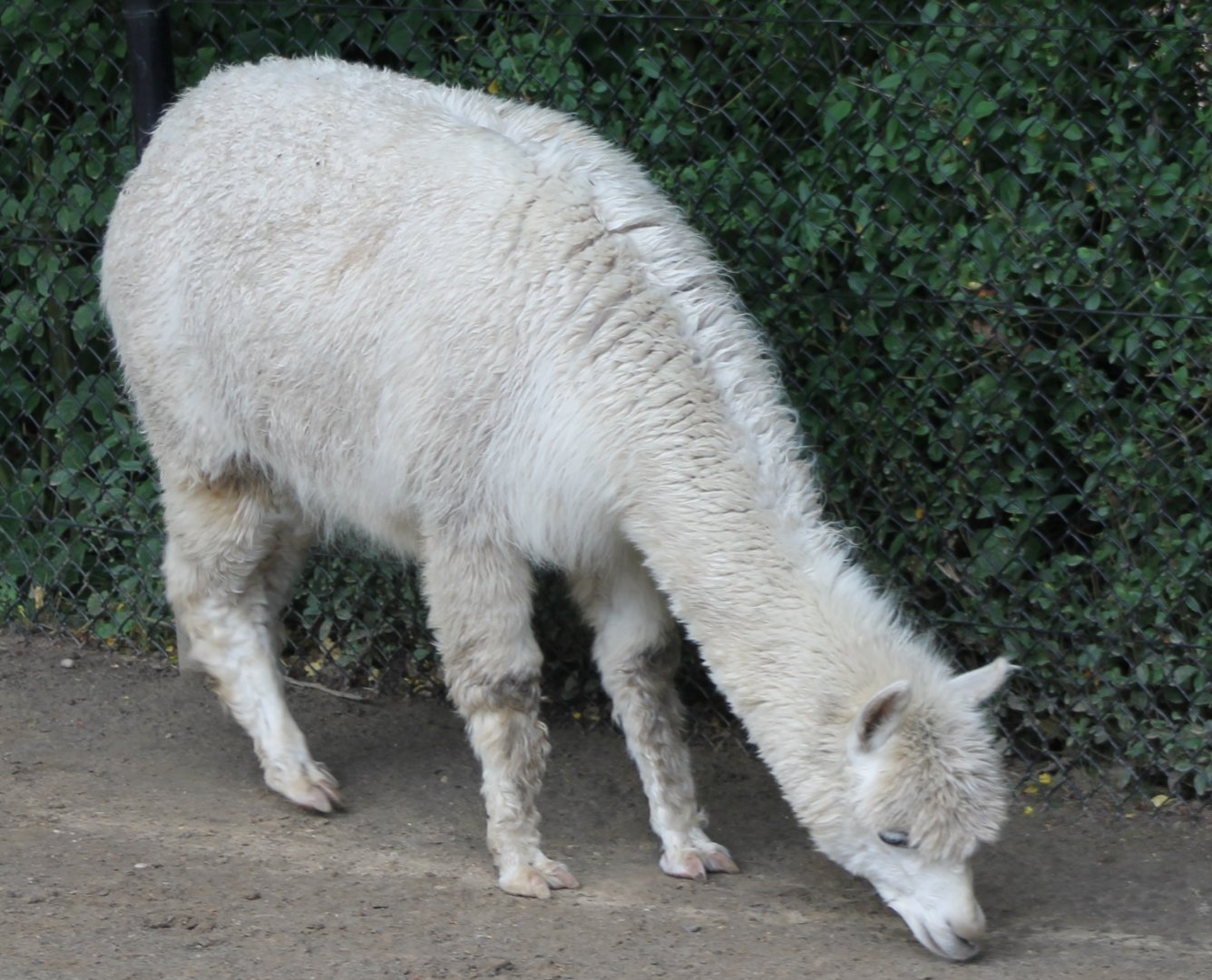 Alpaca