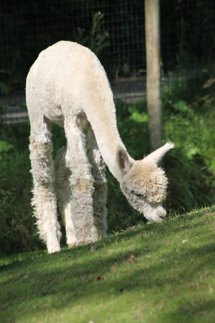 Alpaca
