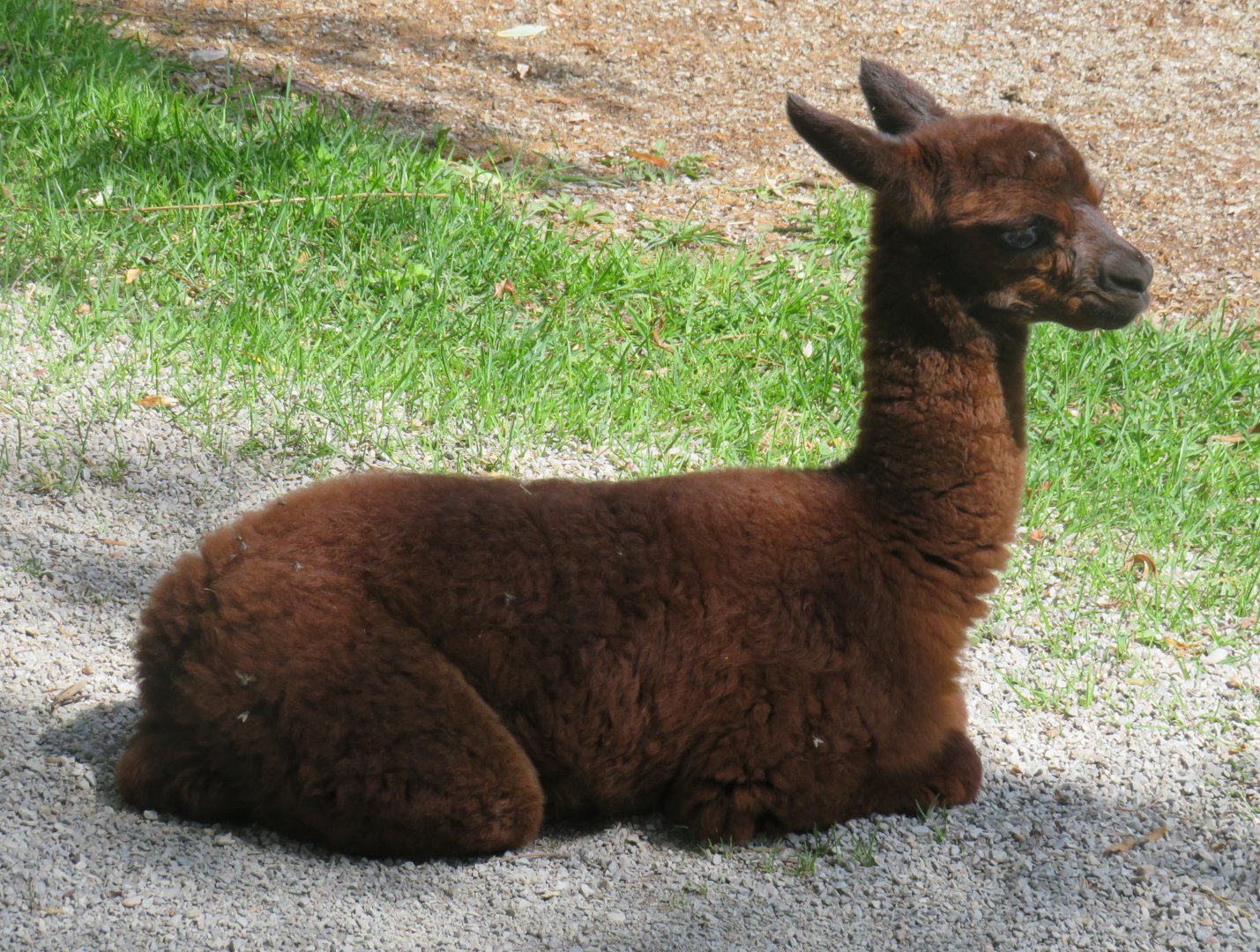 Alpaca