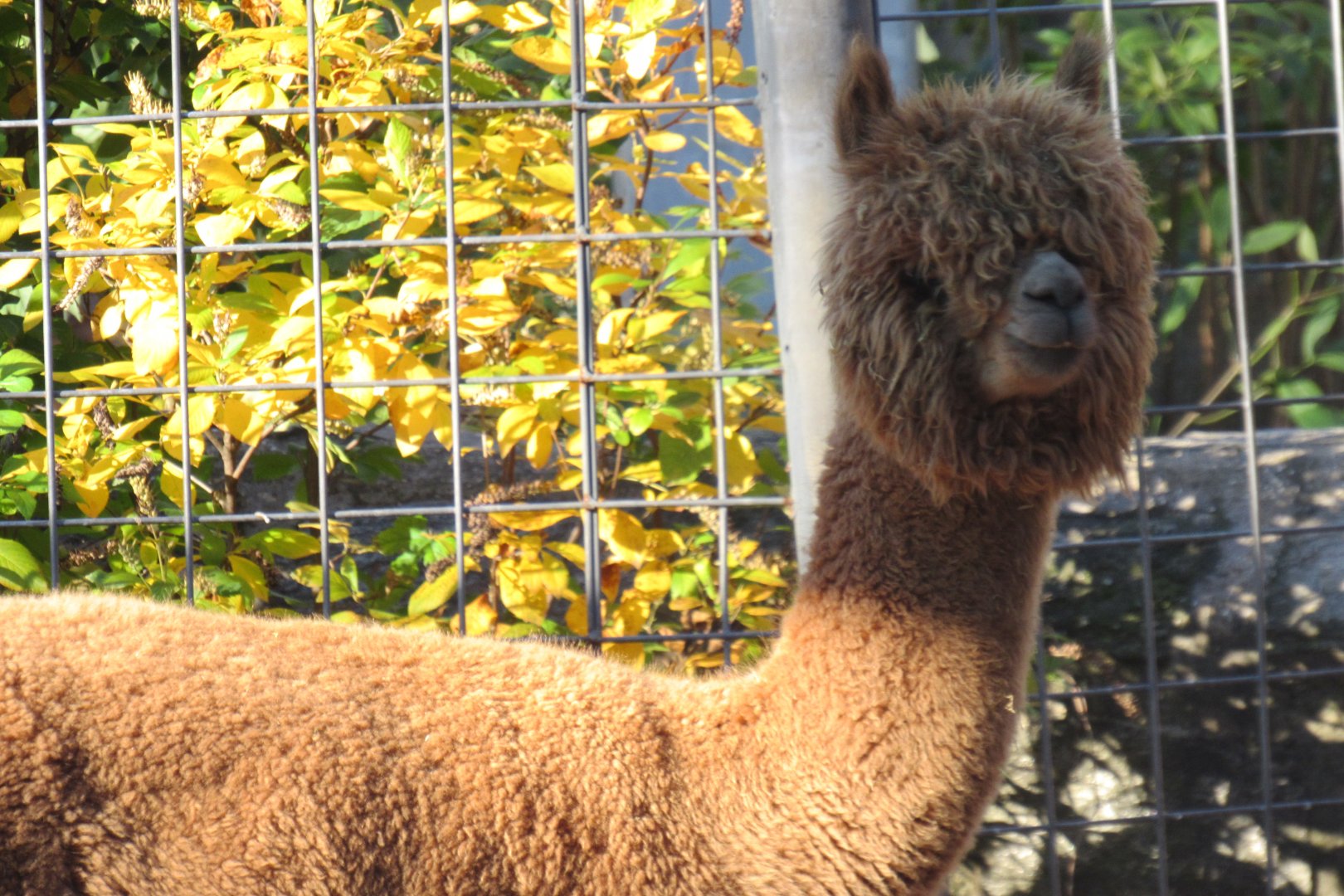 alpaca