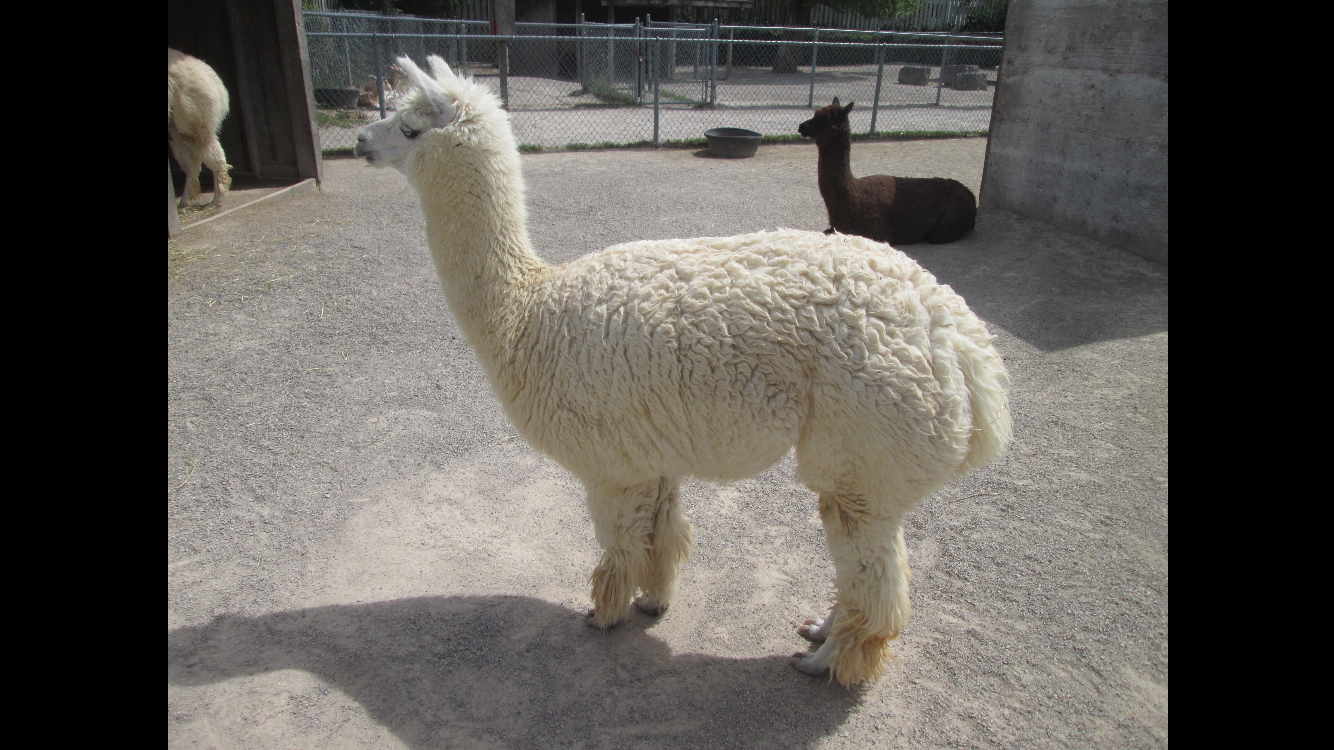 Alpaca