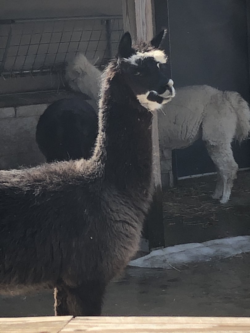 Alpaca