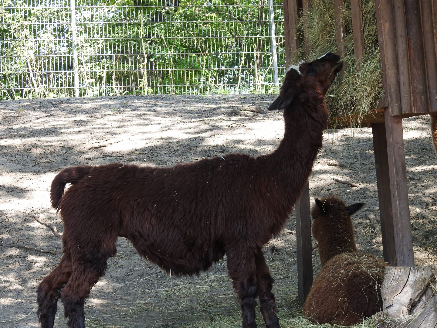 alpaca