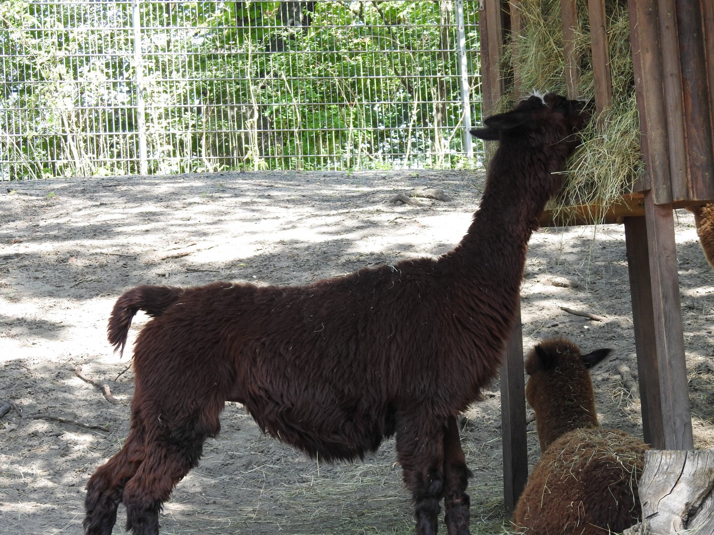 alpaca