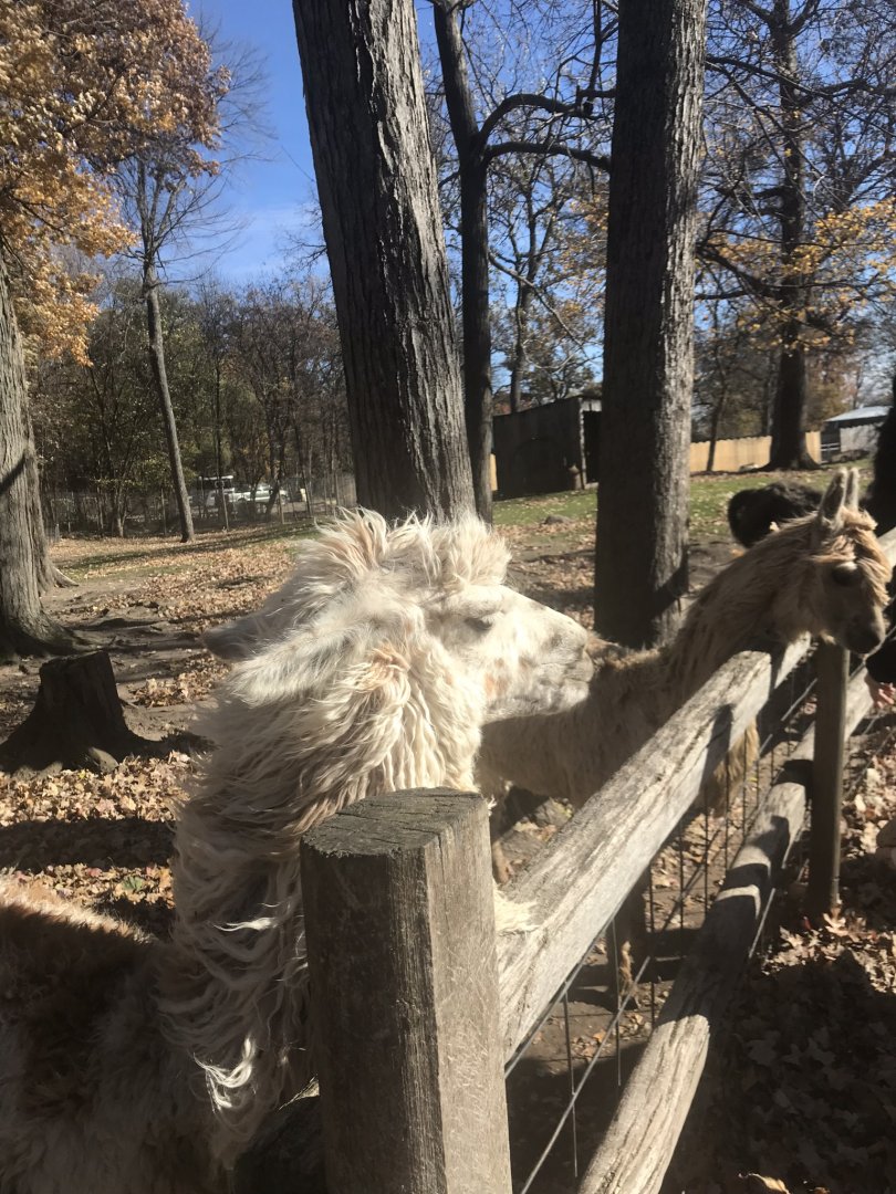 Alpaca