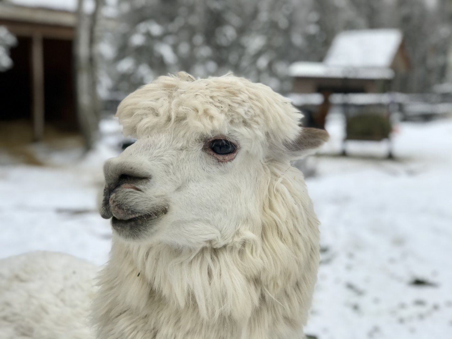 Alpaca