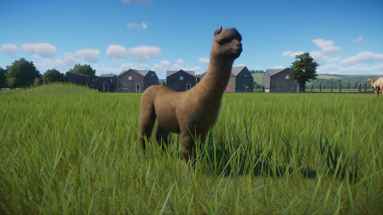 Alpaca