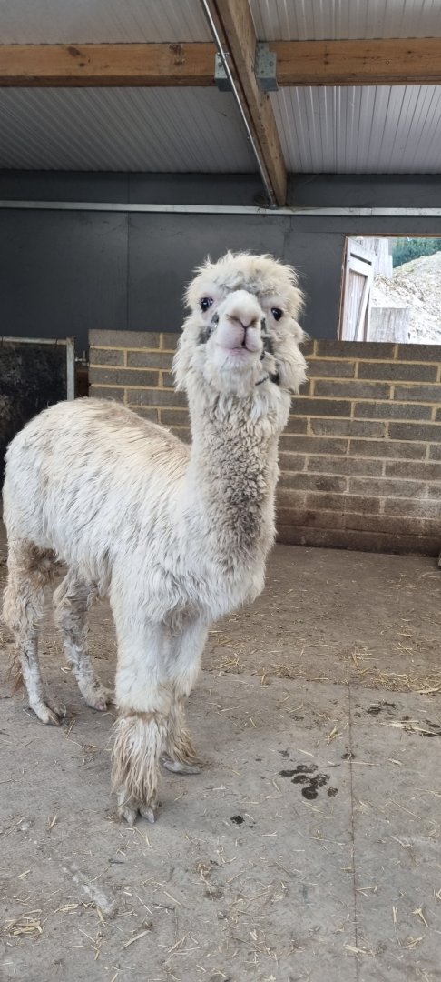 Alpaca