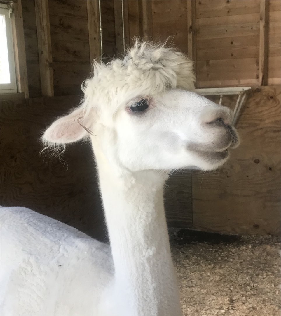 Alpaca