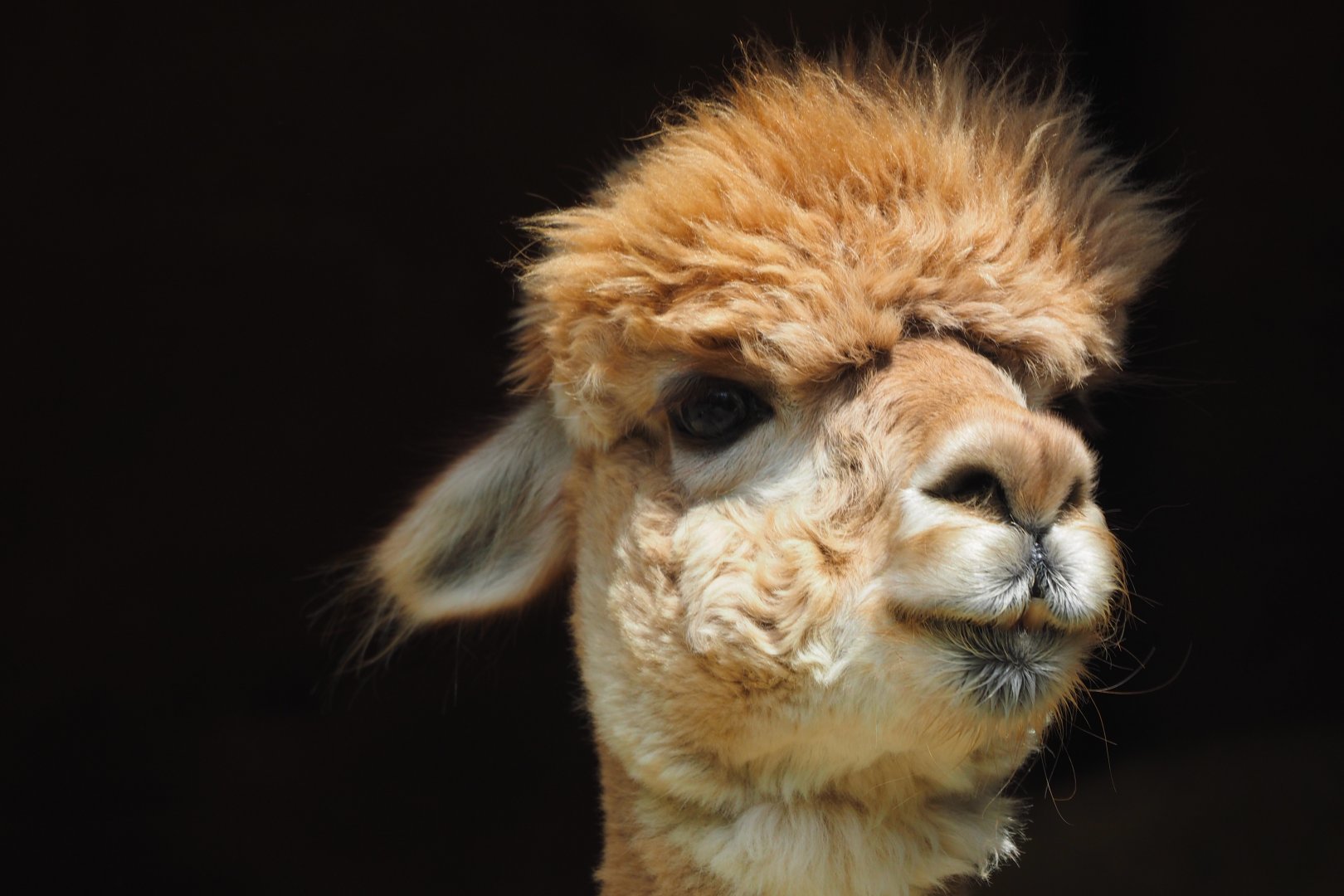 Alpaca