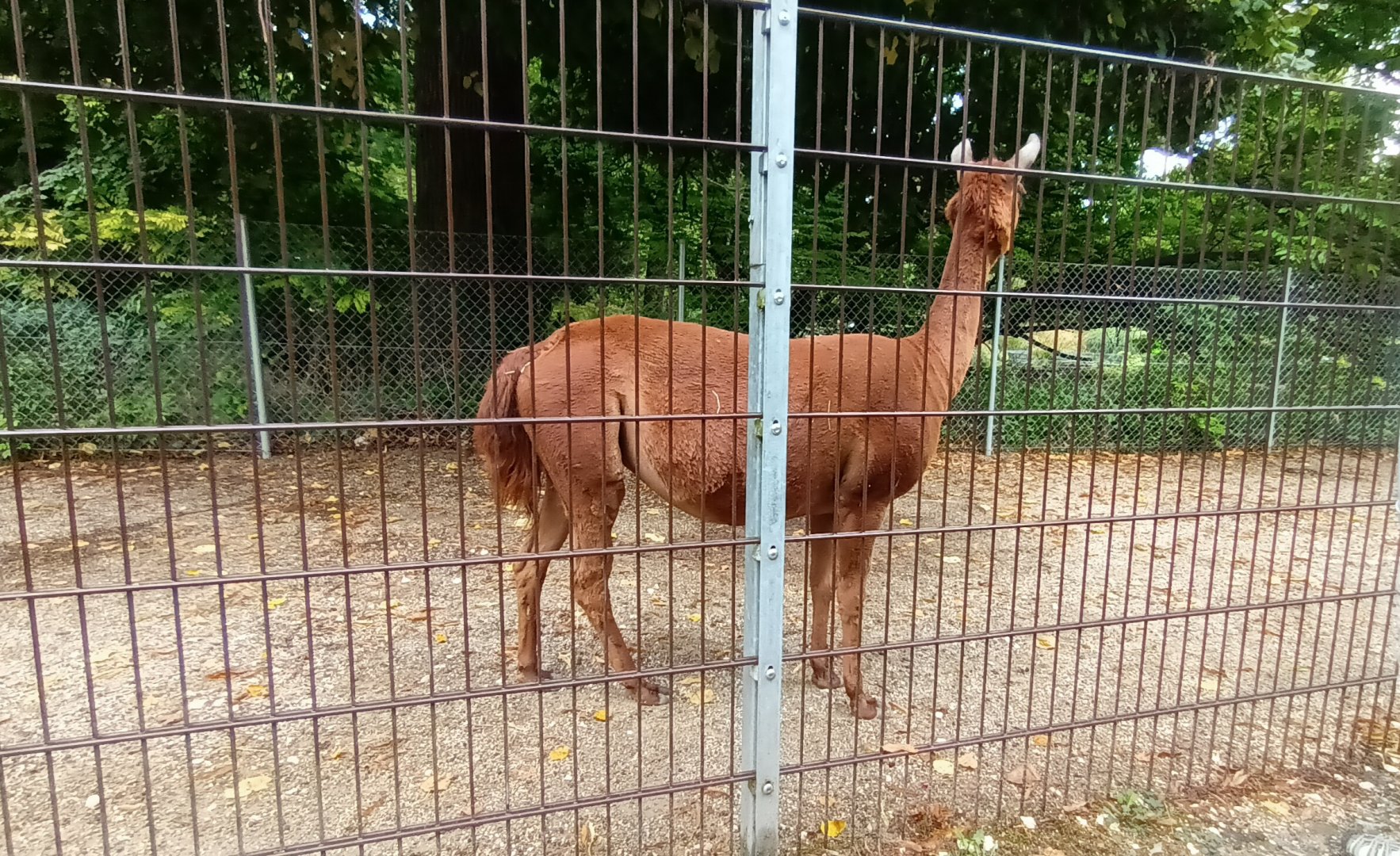 Alpaca