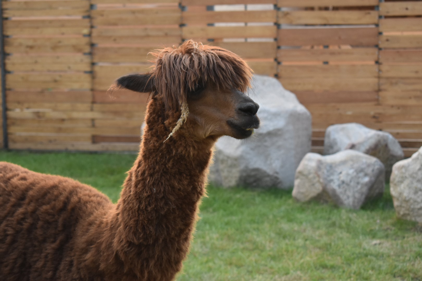 Alpaca