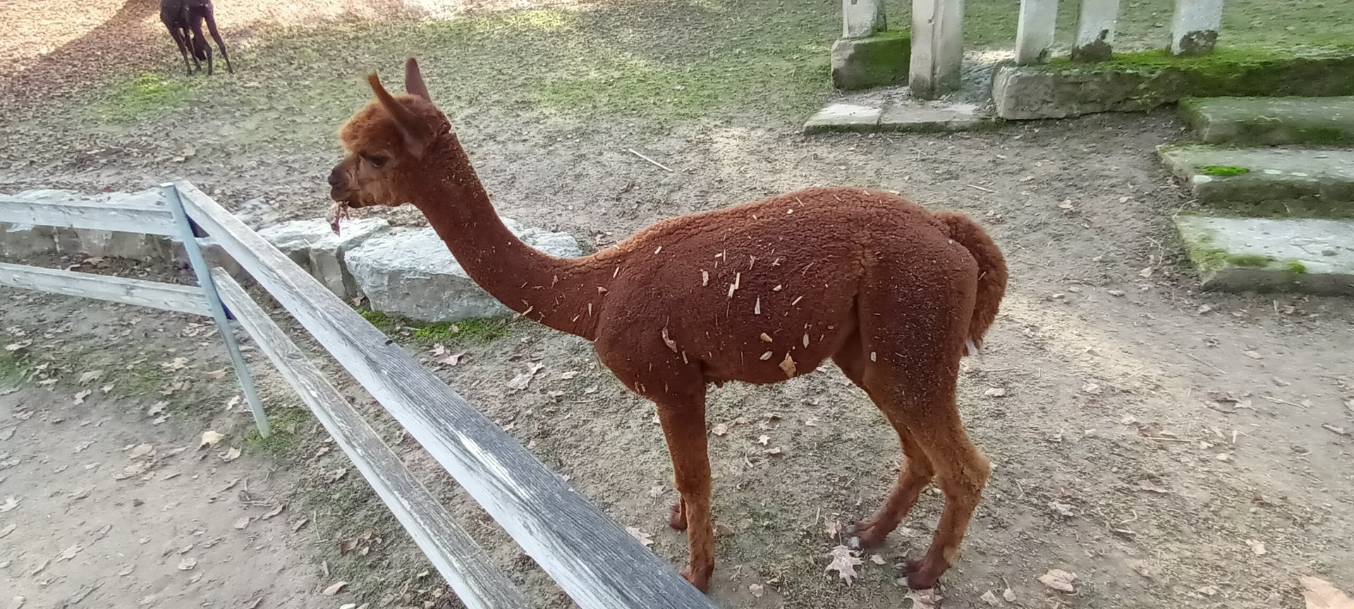 Alpaca