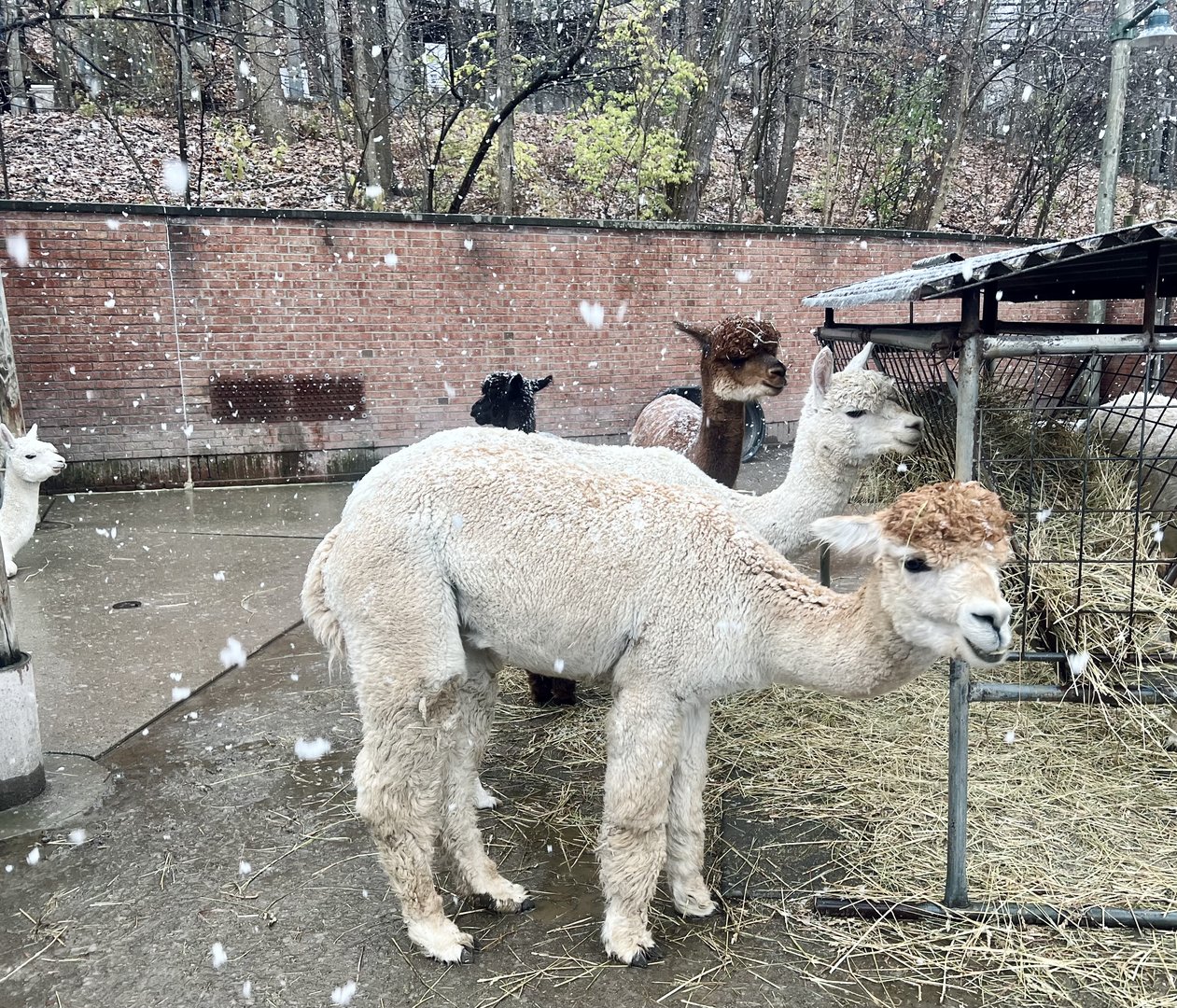 Alpaca
