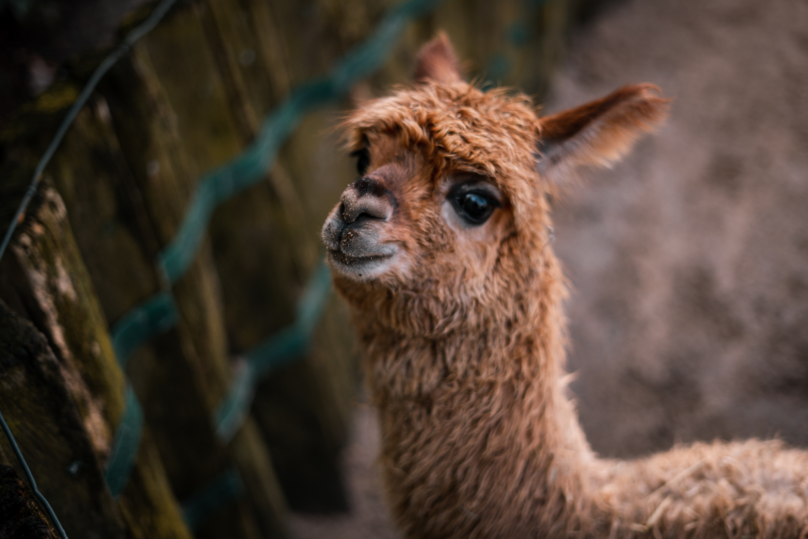 Alpaca