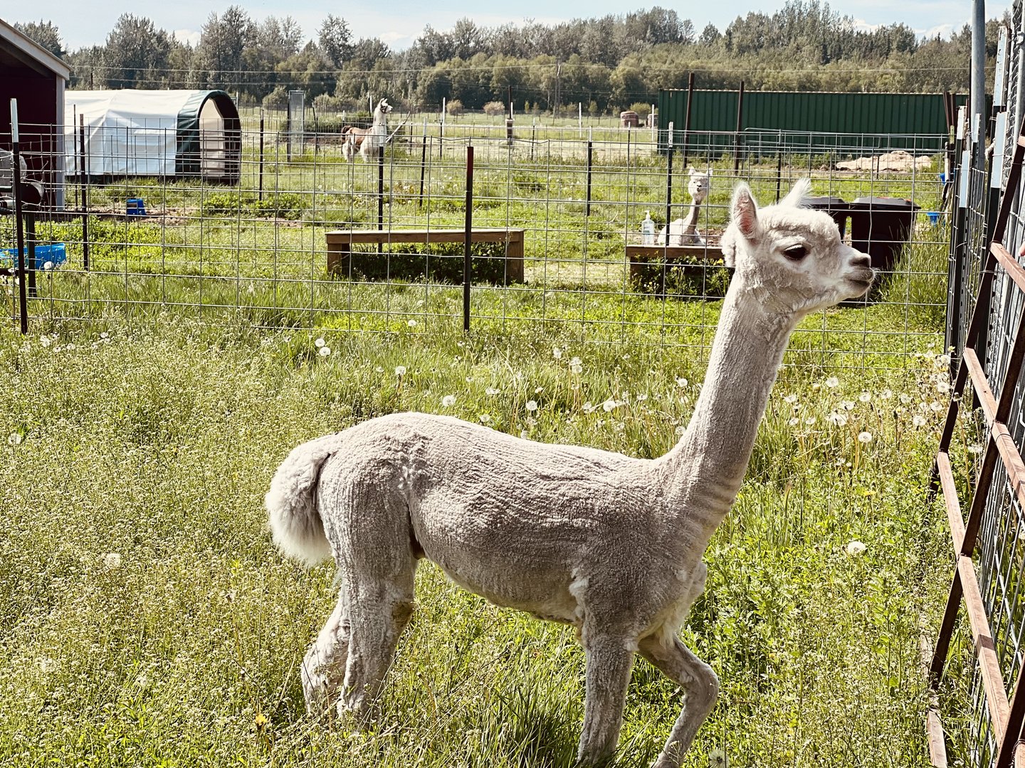 Alpaca