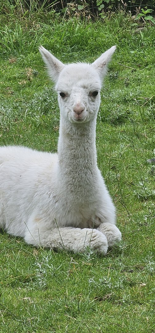 Alpaca