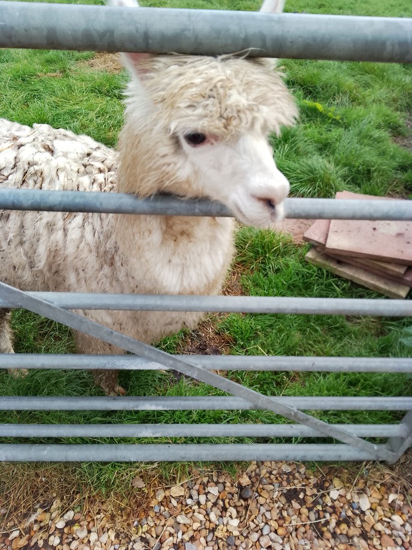 Alpaca