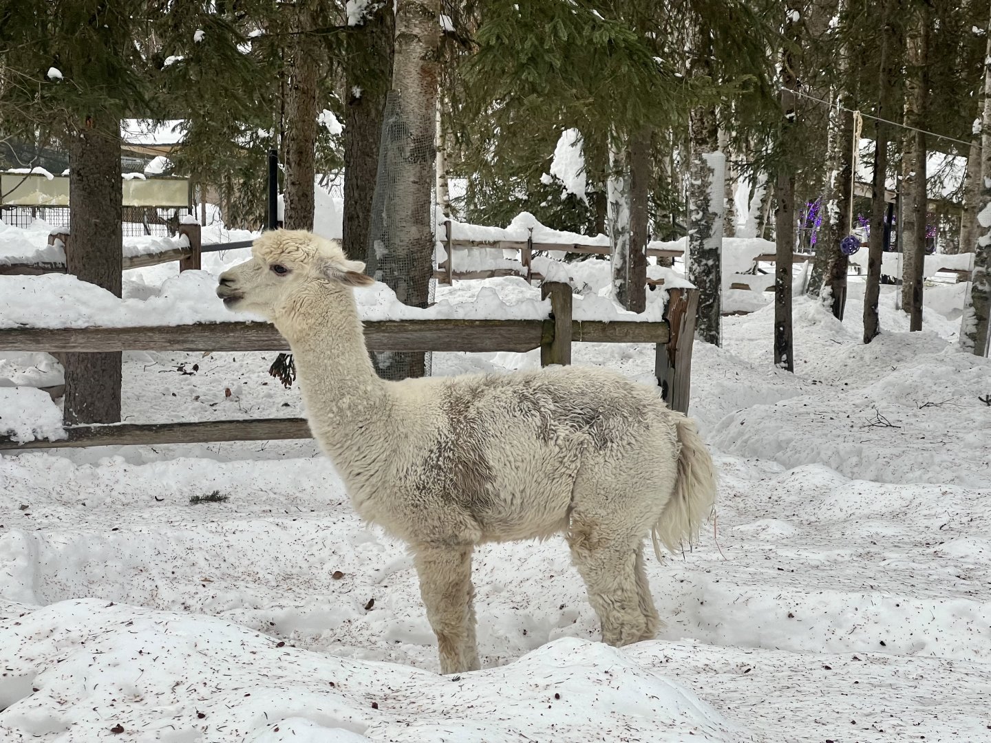 Alpaca