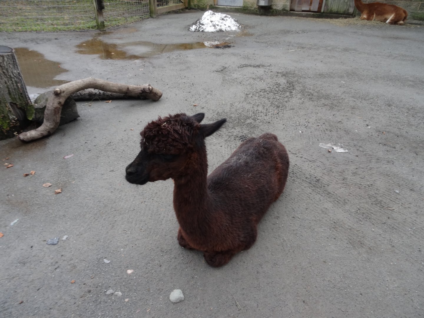 Alpaca
