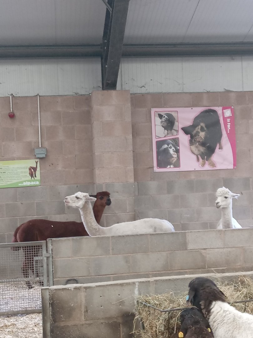 Alpaca