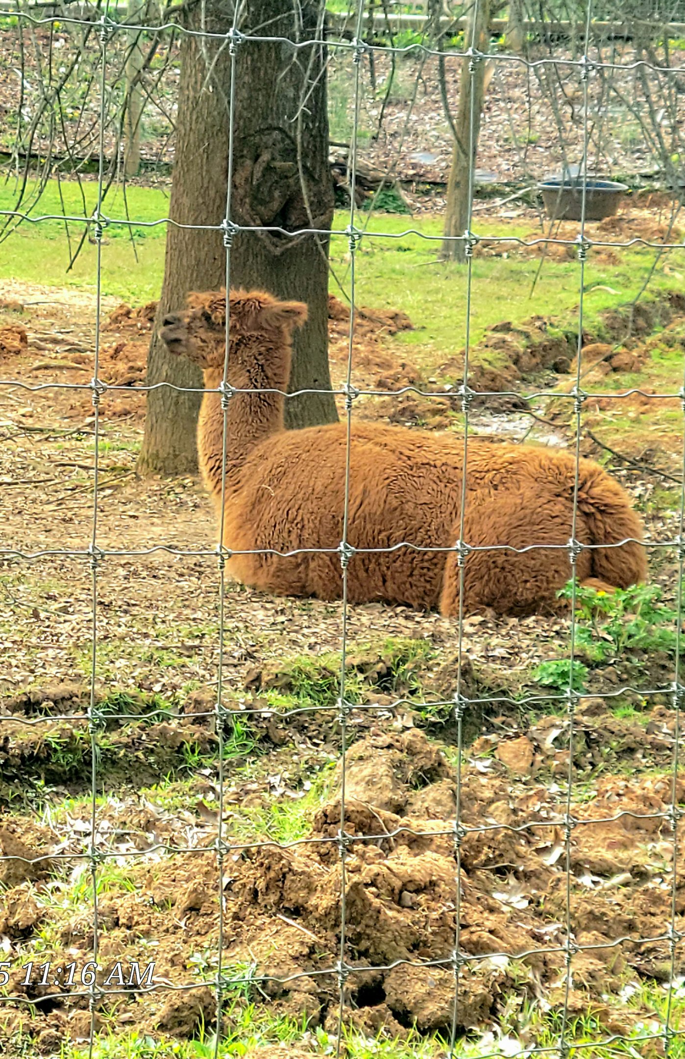 Alpaca
