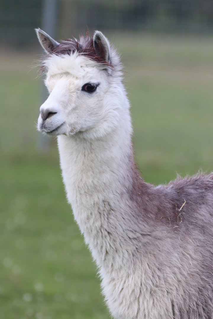 Alpaca