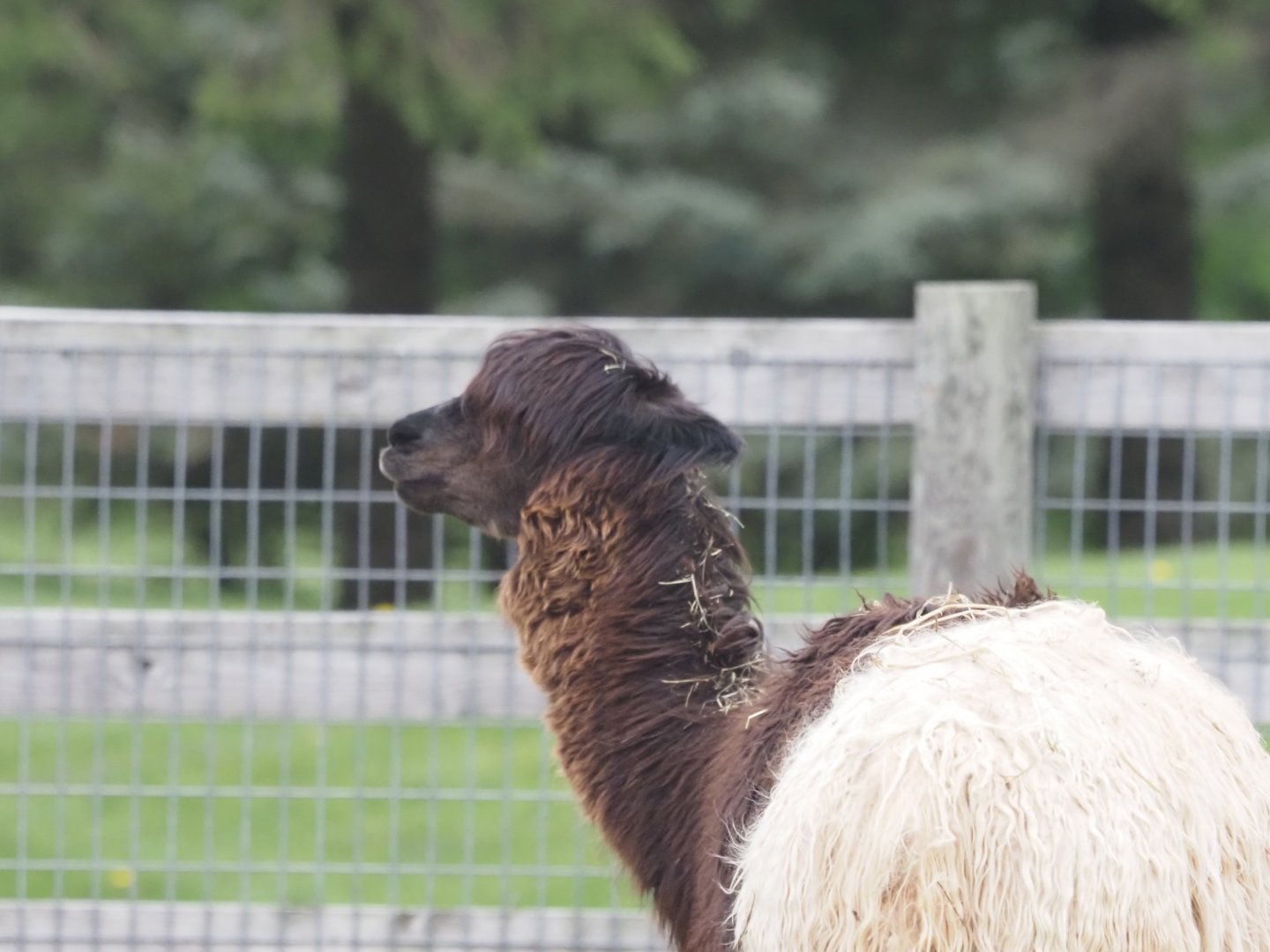 Alpaca