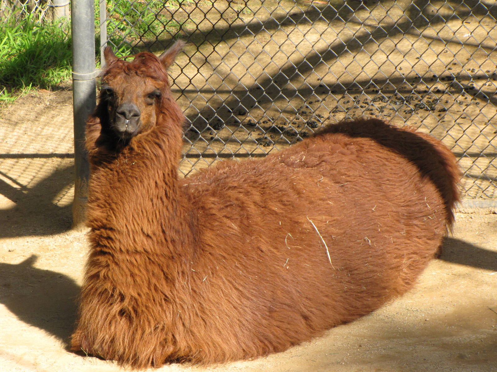 Alpaca