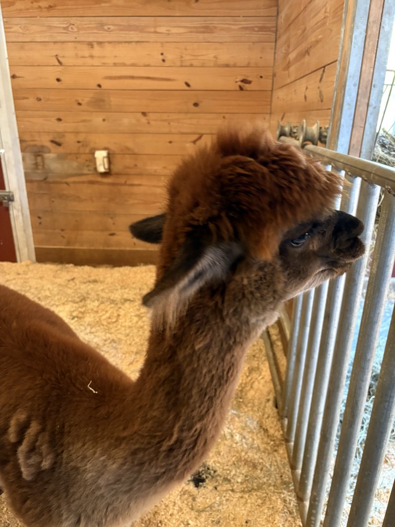 Alpaca