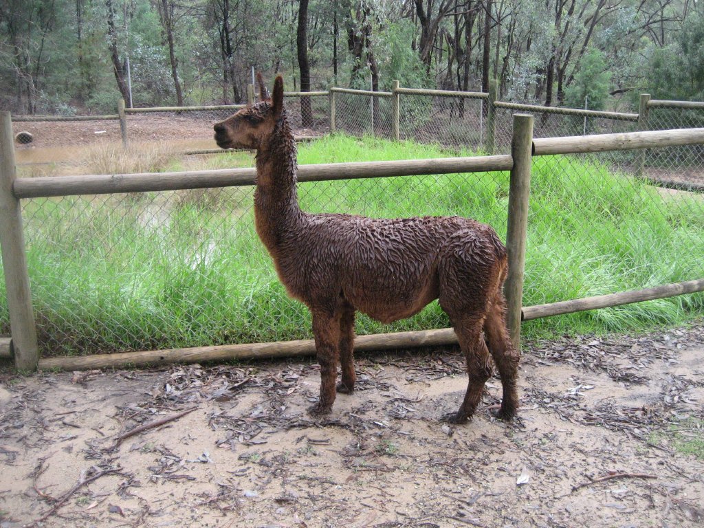 Alpaca