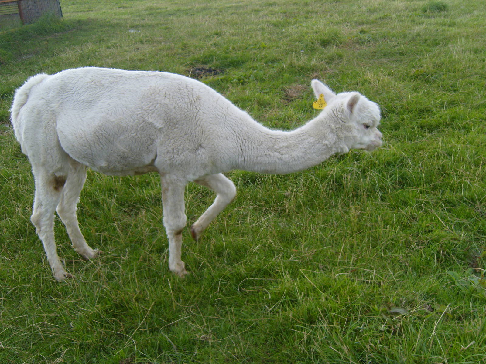 Alpaca