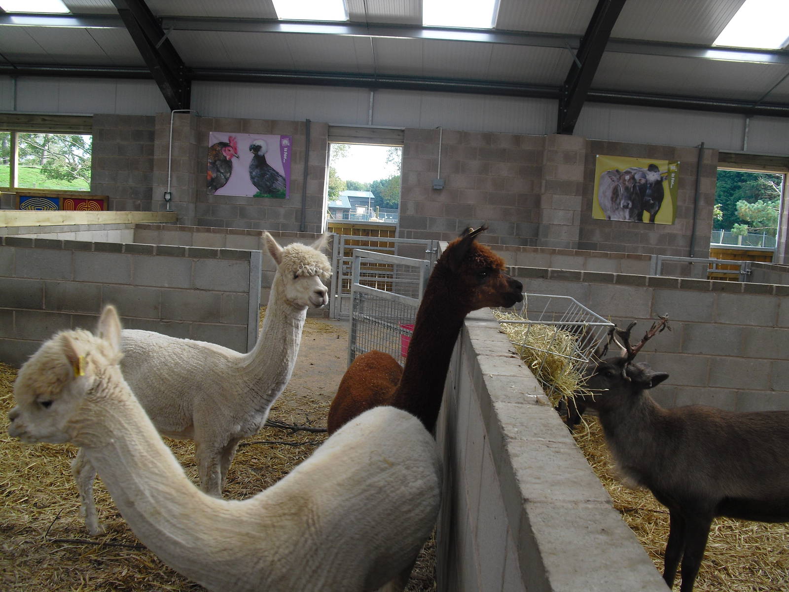 Alpacas - 01/10/2011