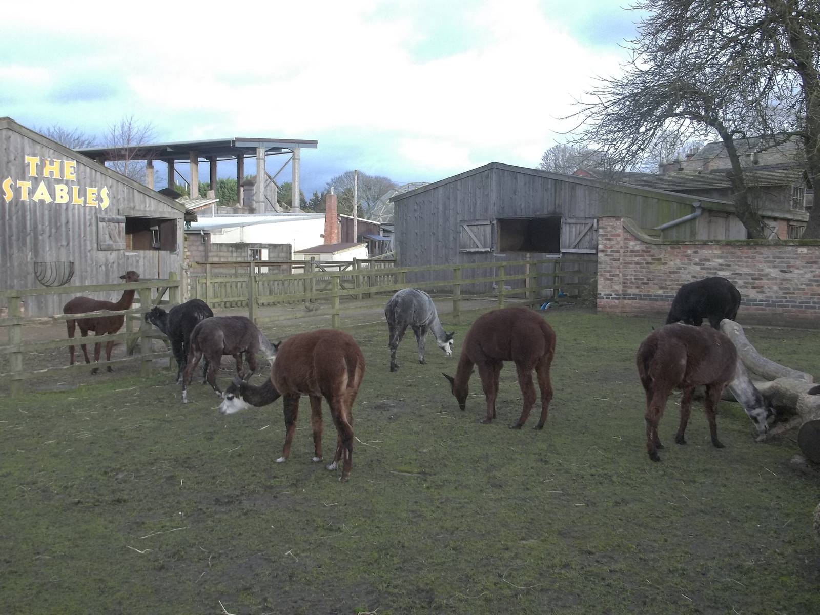 Alpacas, 22nd December 2014