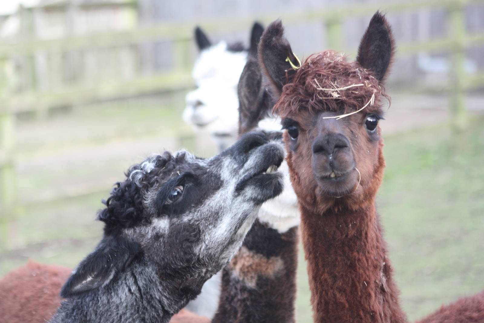 Alpacas, 22nd December 2014