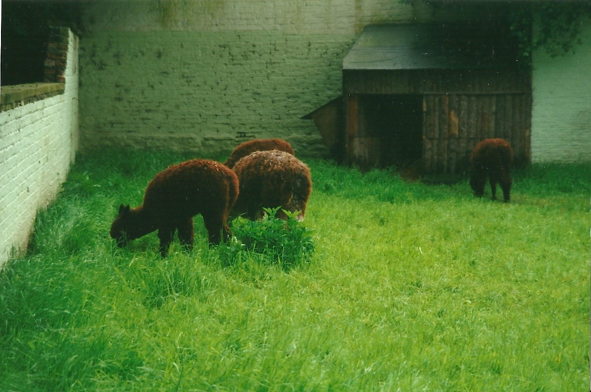 Alpacas 27th May 2000