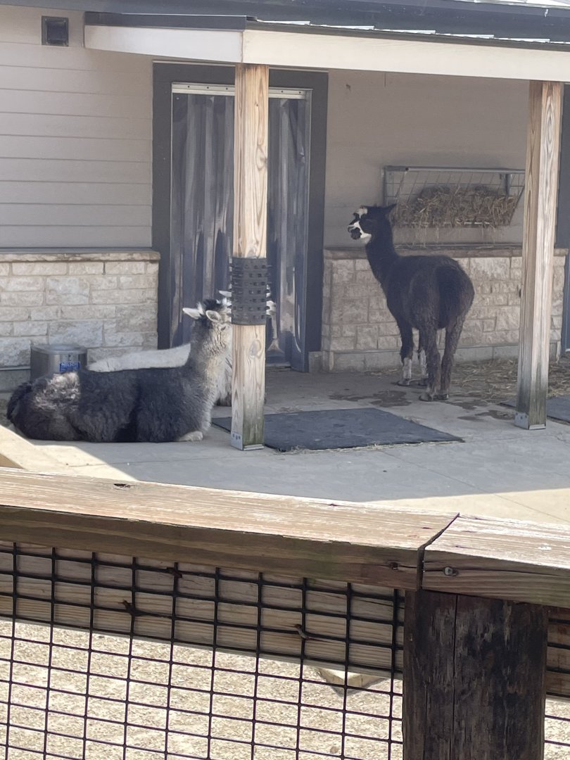 Alpacas (5/2/21)