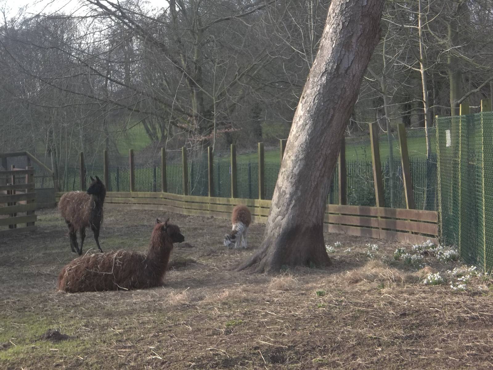 Alpacas amongst the snowdrops, 21st February 2015