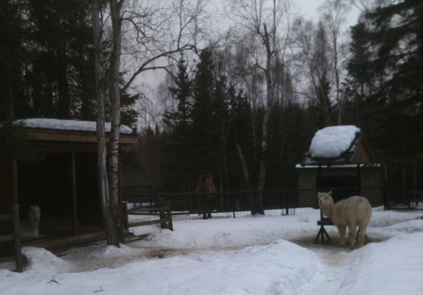 Alpacas and Bactrian Camel