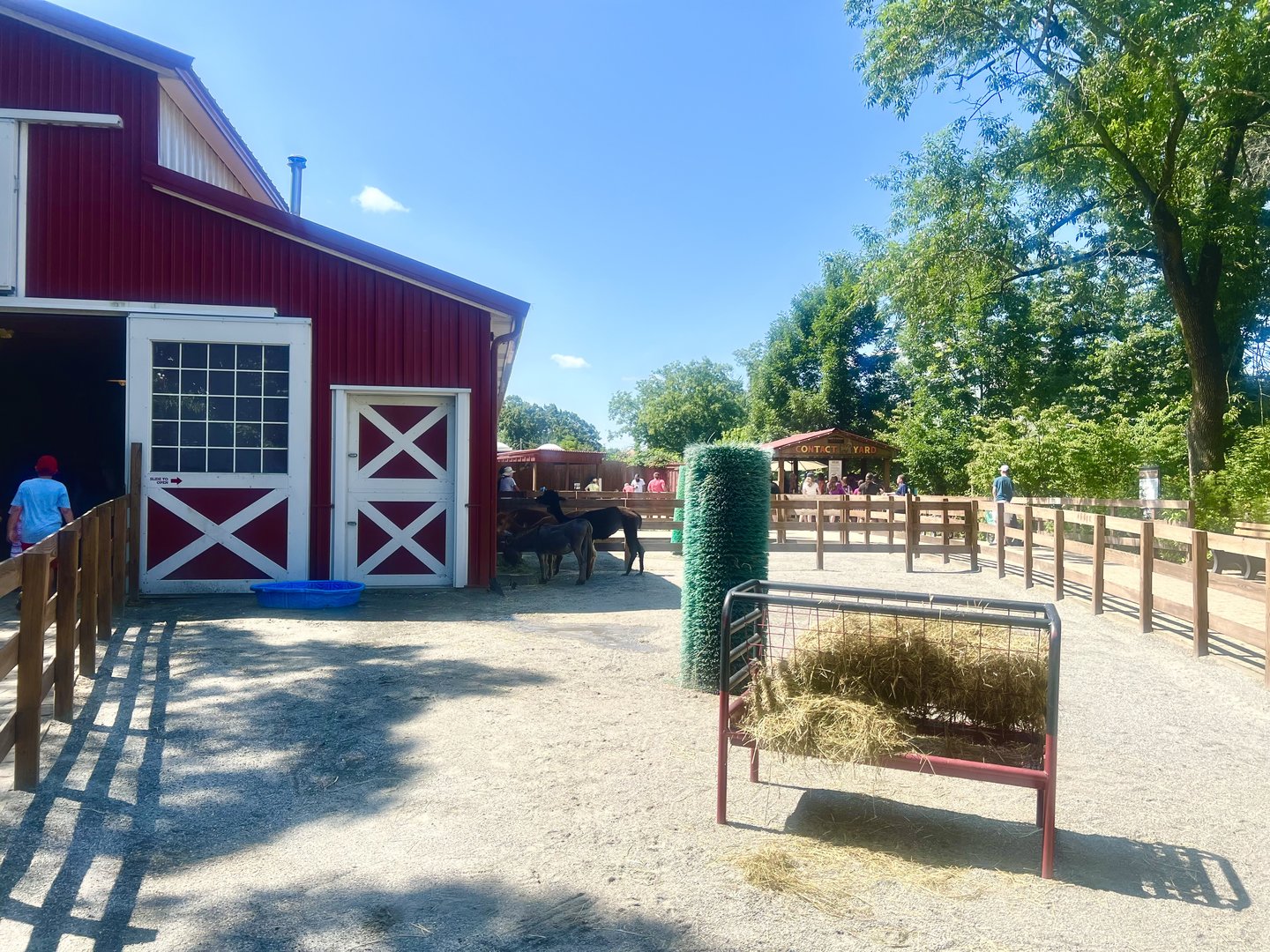 Alpacas and Domestic Ass