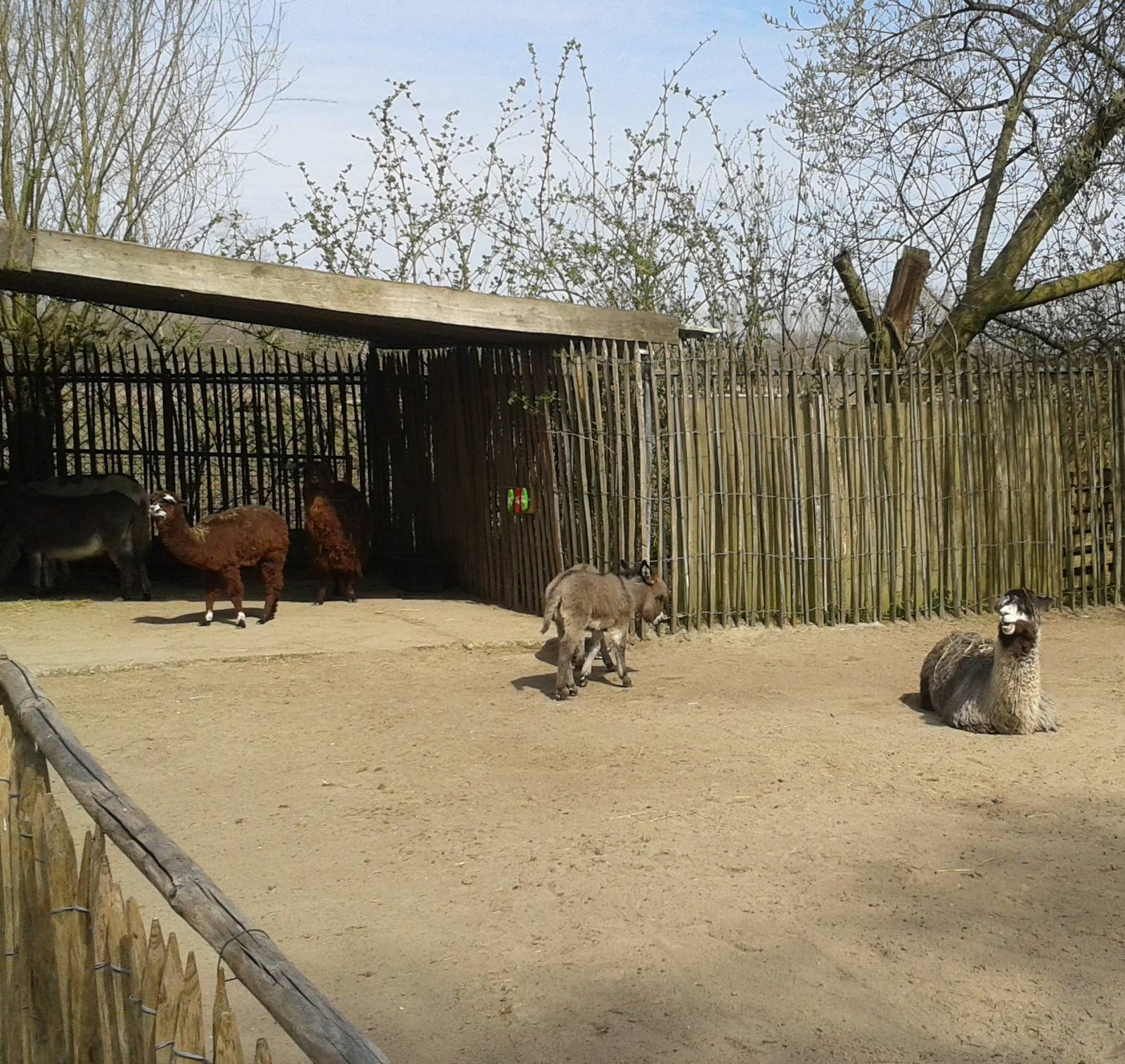 alpacas and donkeys