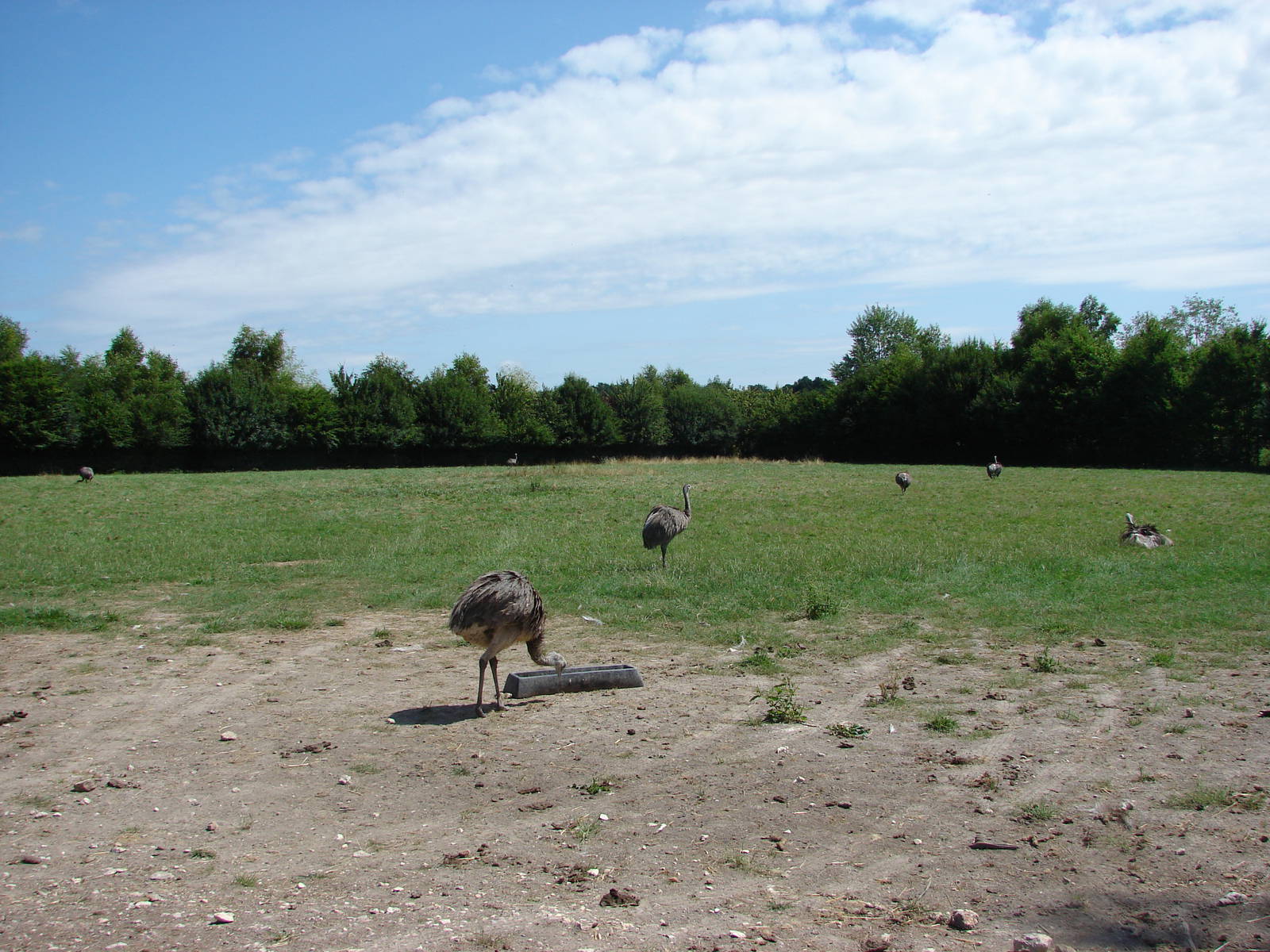 Alpacas and greater rheas exhibit
