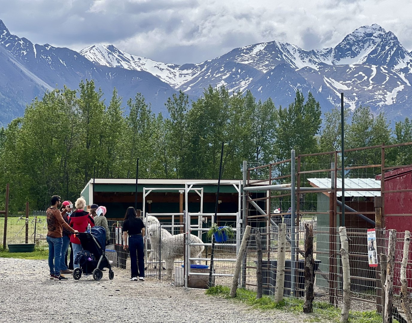 Alpacas and Guests