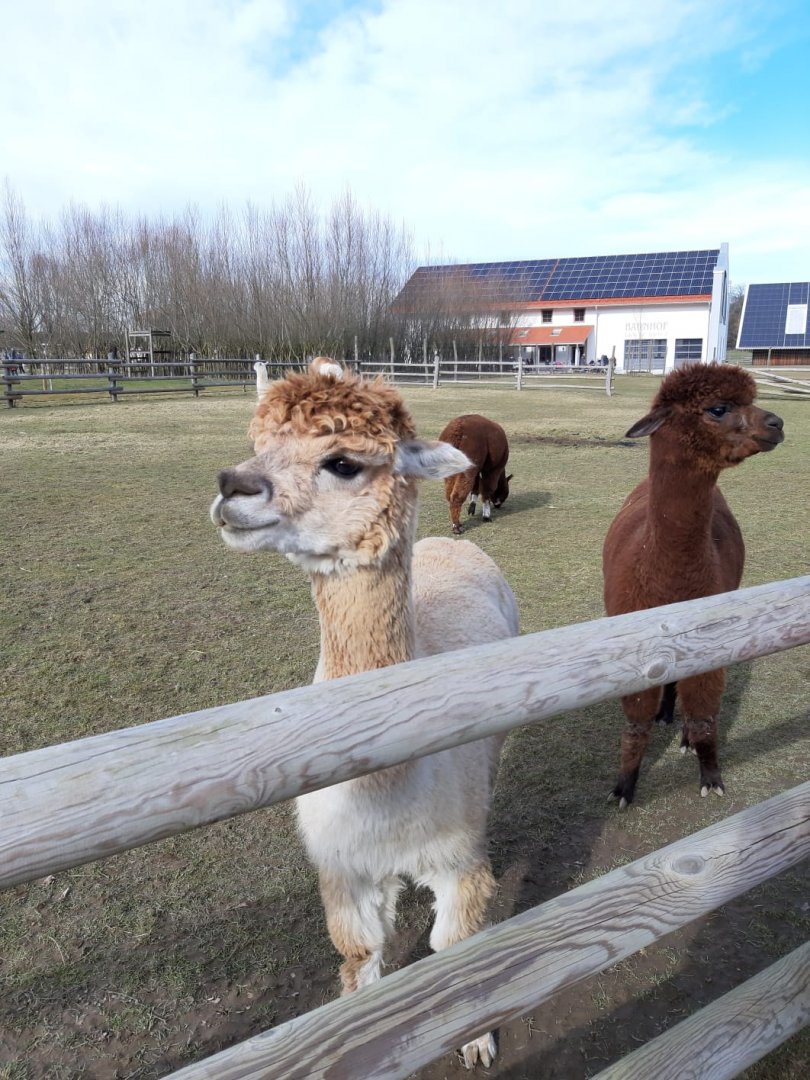 Alpacas and liamas