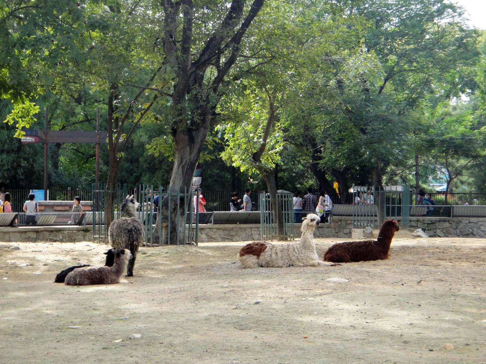 alpacas and llamas