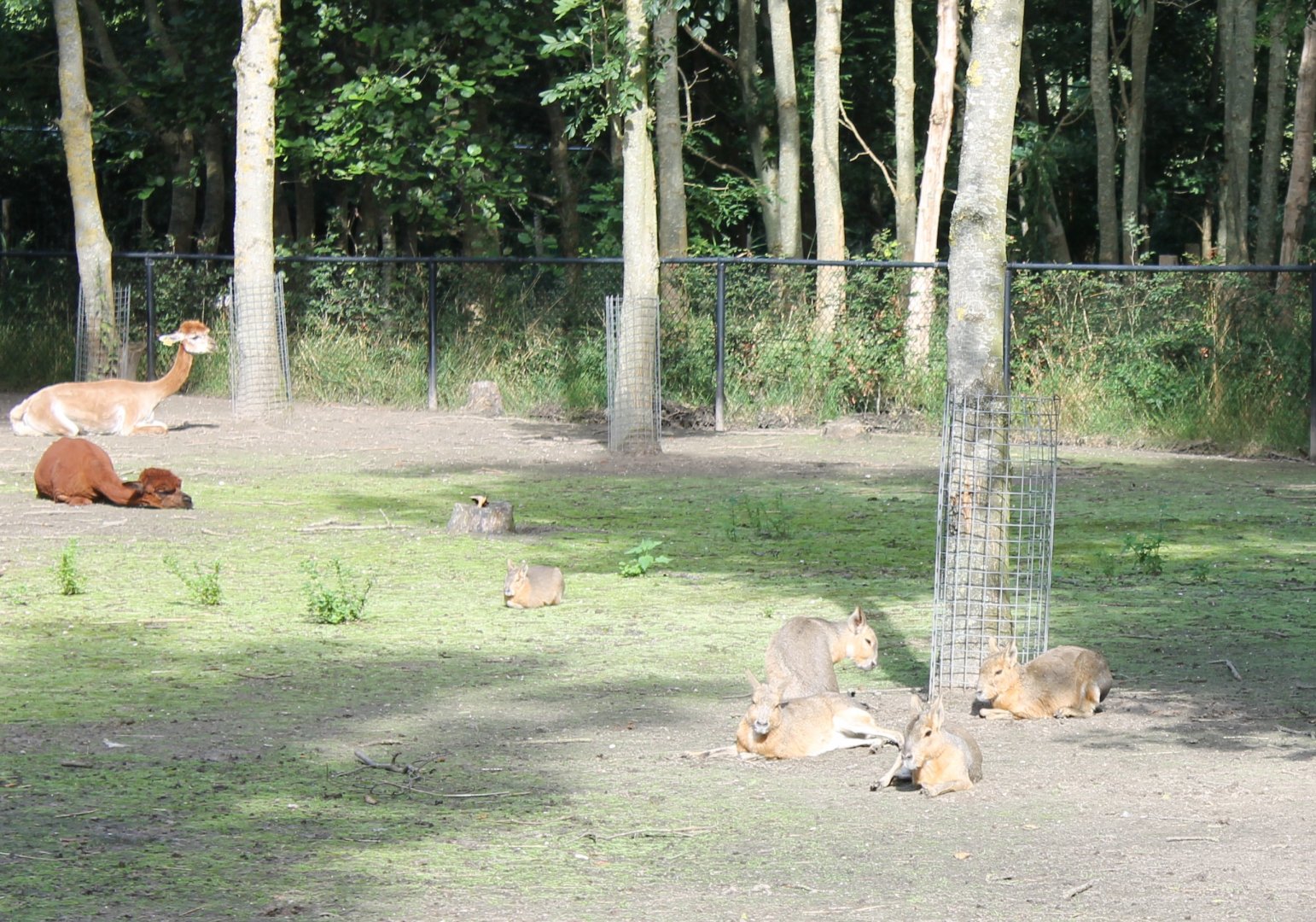 Alpacas and Patagonian cavys