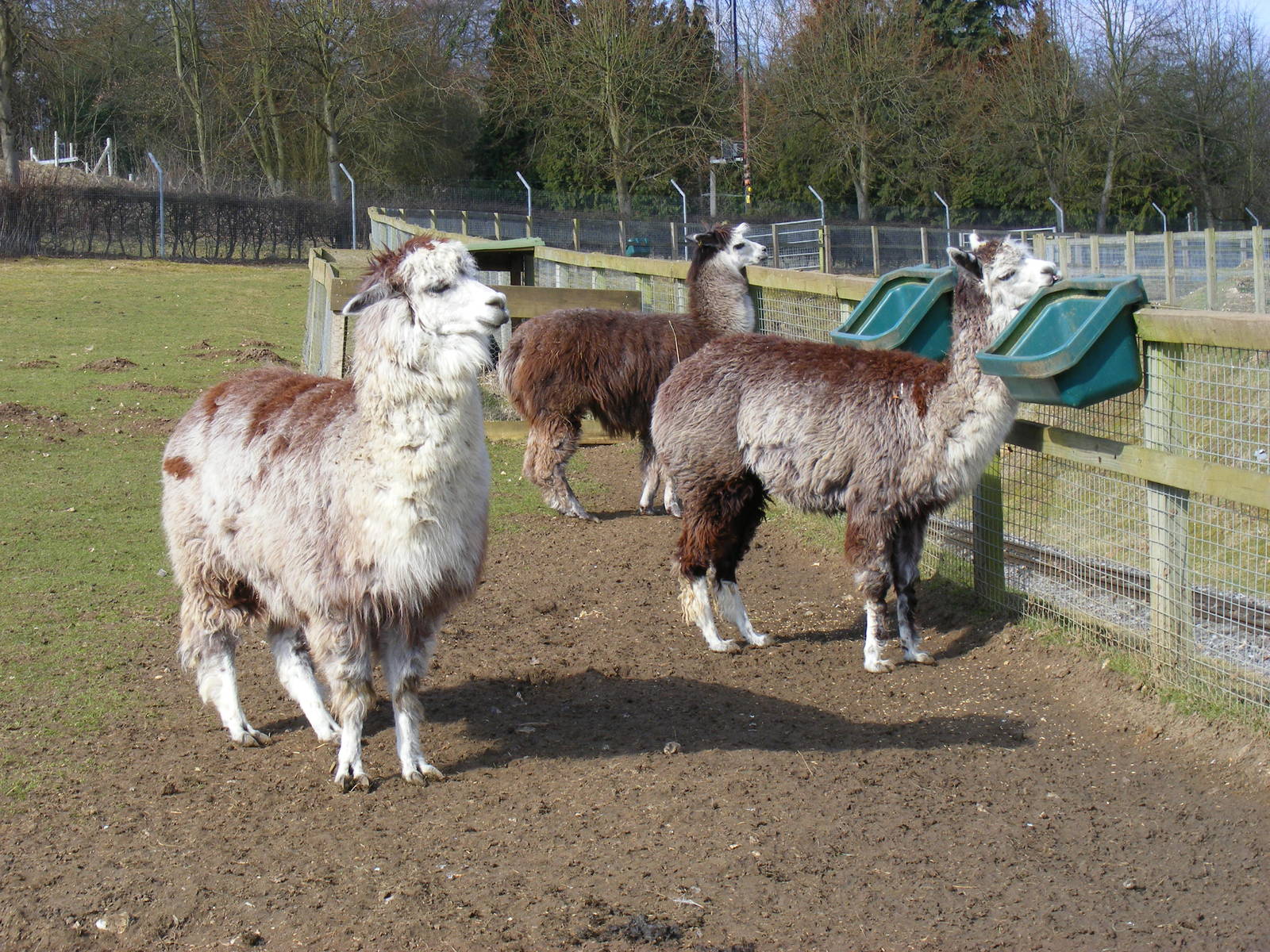 Alpacas at Beale Park, 13th March 2010