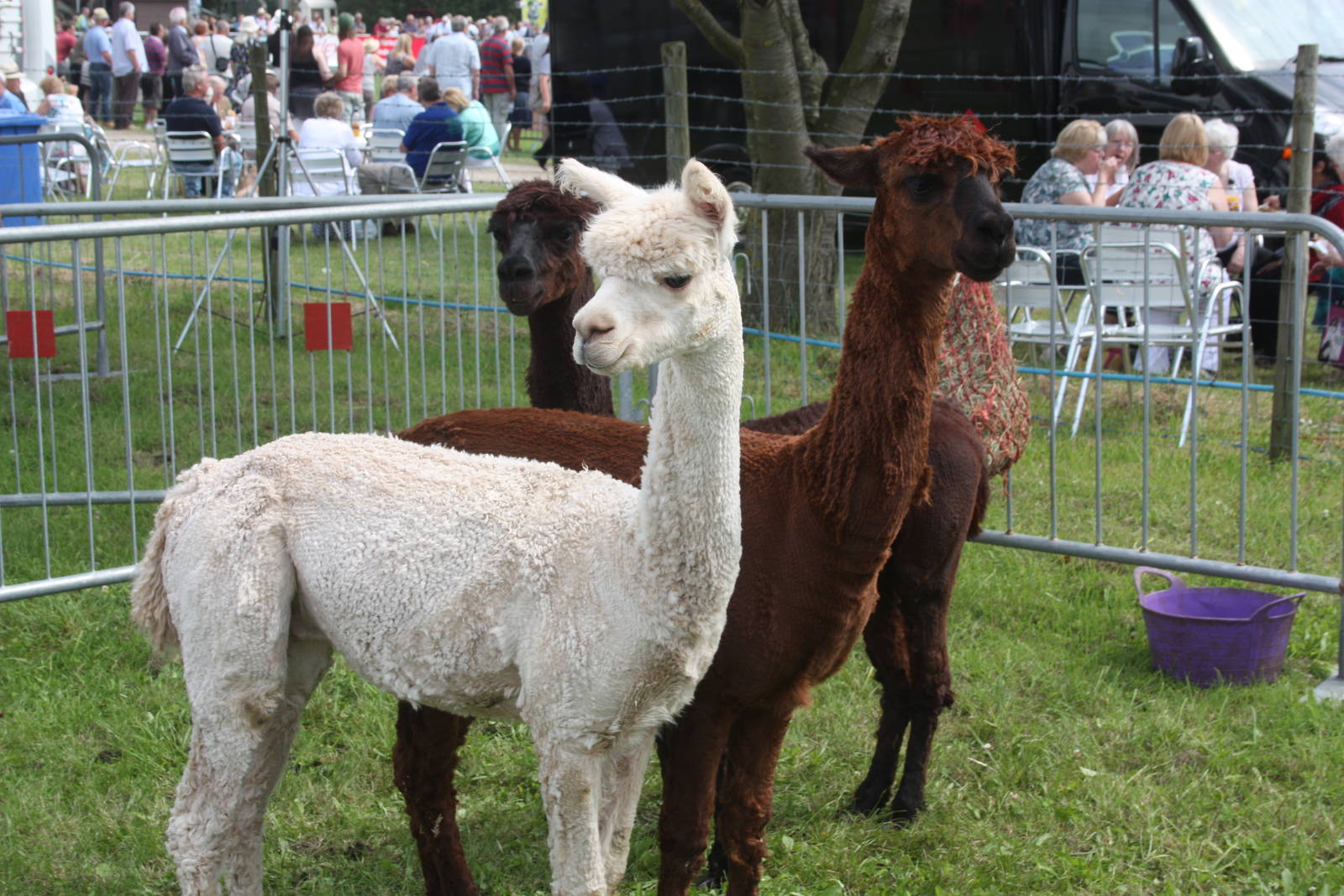 Alpacas at Driffield Show, 16th July 2014