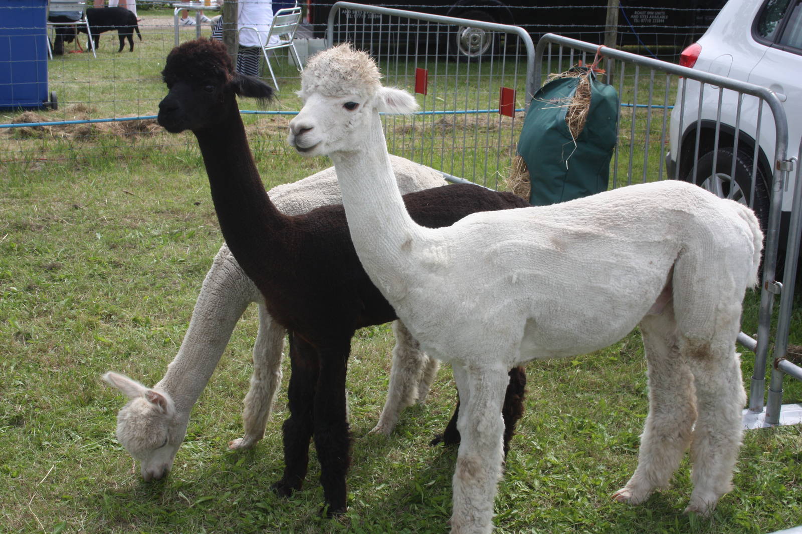 Alpacas at Driffield Show, 16th July 2014