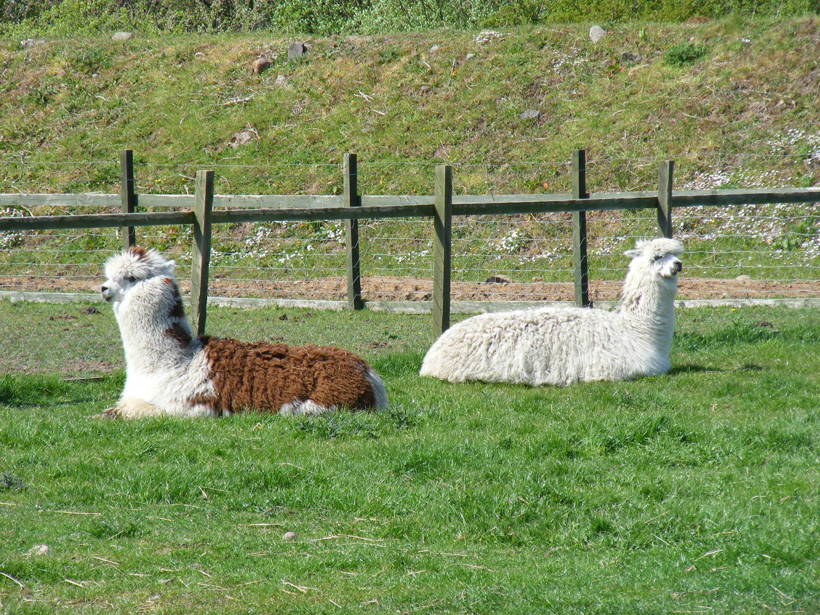 Alpacas at Fife Animal Park, 18 May 2010